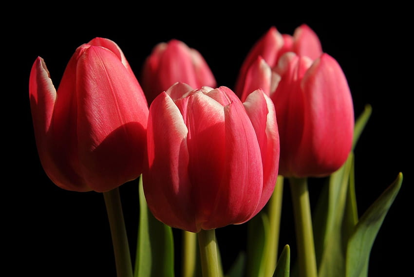 fleurs, tulipes, gros plan, fond noir, bourgeons, printemps Fond d'écran HD