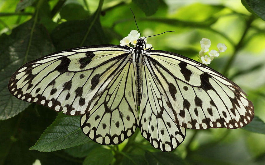 liście, makro, połysk, światło, forma, owad, motyl, skrzydła Tapeta HD