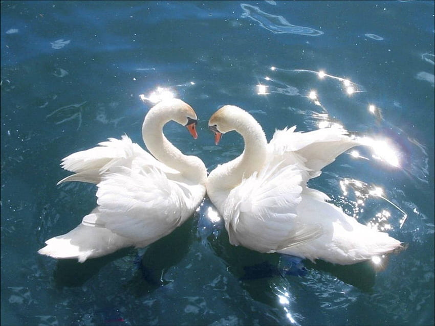 Pair of Swans, blue, white, birds, lake, animals, shine, nature, swan, water HD wallpaper