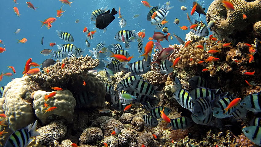 Ikan Bawah Air Berwarna-warni, lautan, warna-warni, bawah air, alam, ikan, karang Wallpaper HD