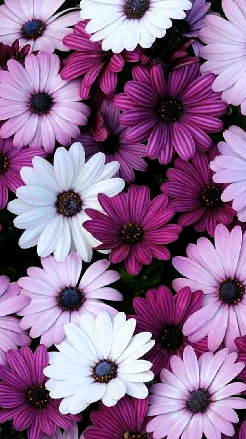 Purple flower: Hoa màu tím luôn được yêu thích bởi sự thơ mộng và dịu dàng của nó. Nếu bạn còn không biết tại sao lại thích hoa màu tím thì kiểm tra ngay bức ảnh liên quan và tìm hiểu sự đẹp đẽ của nó. Bạn sẽ bị cuốn hút bởi nét đẹp tinh tế của hoa màu tím.