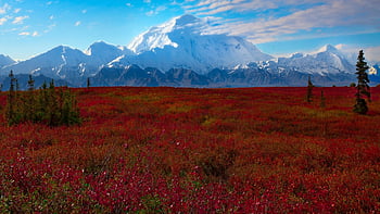 Brilliant colors of denali national park, alaska 4K wallpaper download