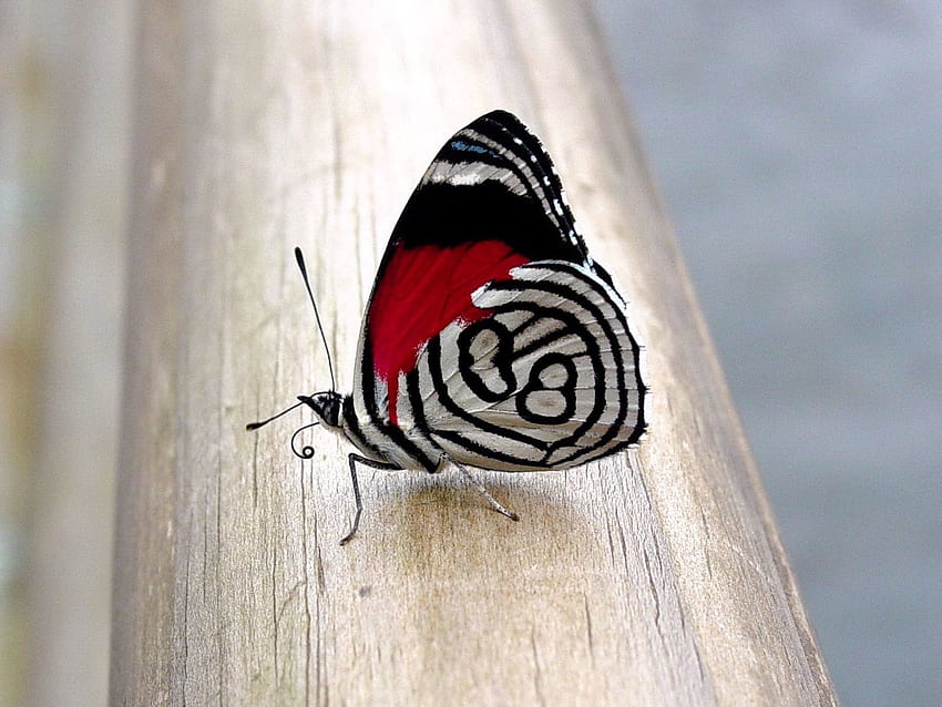 Muster, Makro, Oberfläche, Schmetterling, Flügel HD-Hintergrundbild