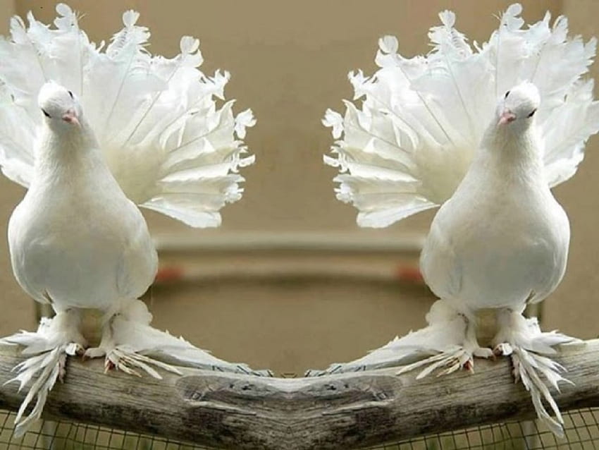 pombas brancas, branco, pássaros, pombas, animais papel de parede HD