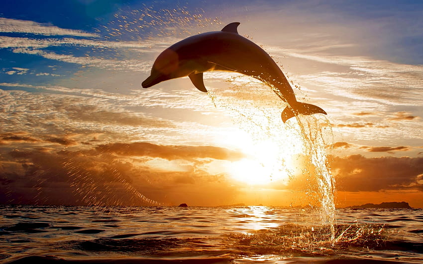 Animais, Paisagem, Golfinhos papel de parede HD