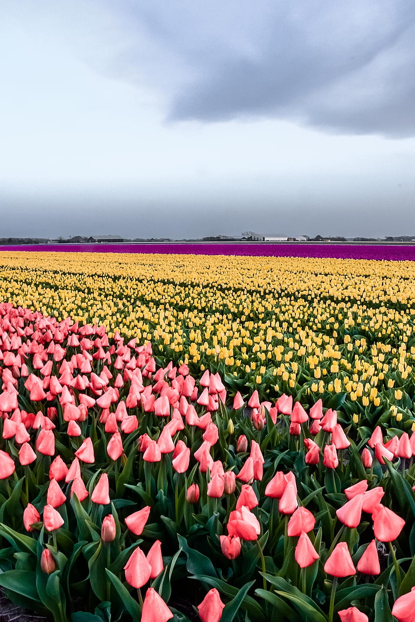 The tulip fields in The Netherlands [OC] HD phone wallpaper