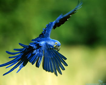 Page 6 | macaw parrot HD wallpapers | Pxfuel