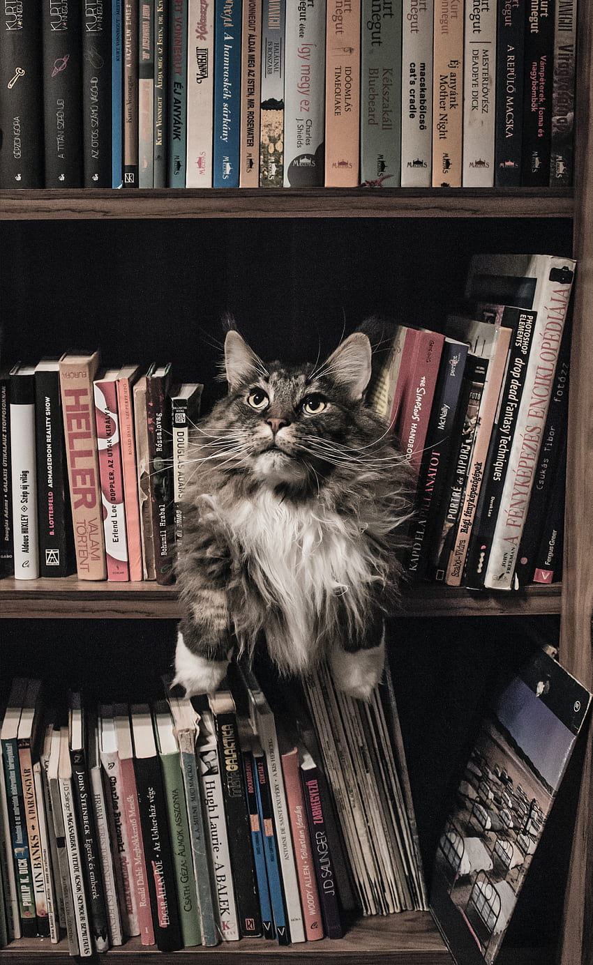 cat, whiskers, books, felidae, black HD phone wallpaper