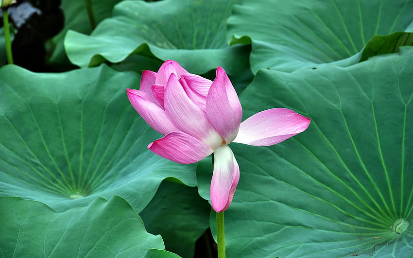 Lotus Just Opening, graphy, mekar, bunga, cantik, asmara, kecantikan, layar lebar, bunga, cinta, , teratai Wallpaper HD