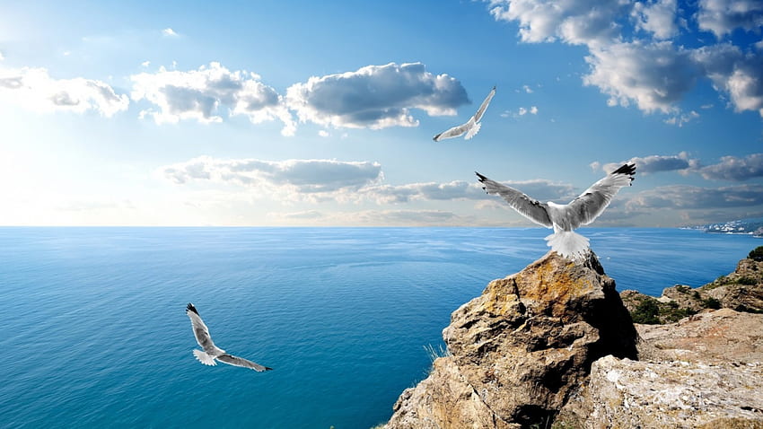seagulls on rocks overlooking a clear black sea, sea, cliffs, clouds, seagulls, rocks HD wallpaper