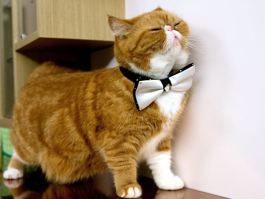 Cat with Bow Tie, animal, kitten, bow tie, cat HD wallpaper