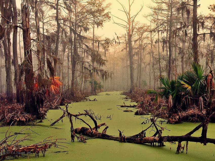 Louisiana-Landschaft Louisiana - Louisiana-Sumpf - -, Frühlings-Louisiana HD-Hintergrundbild