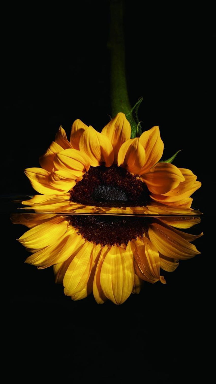 Цвети Томова auf Girasoles. Sonnenblumengrafik, Sonnenblume, Sonnenblume, realistische Sonnenblume HD-Handy-Hintergrundbild