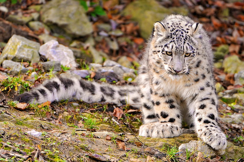 Animals, Grass, Autumn, Snow Leopard, Sit, Predator, Big Cat HD wallpaper