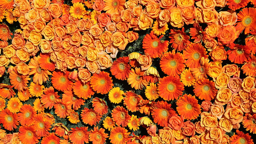 Texture Roses Orange gerbera flower HD wallpaper | Pxfuel