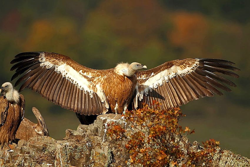 O Griffon Vulture, asas, abutre, pássaro, presa papel de parede HD