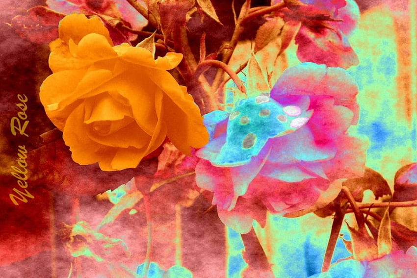 Pomarańczowa róża kolorowa, róża, kwiaty Tapeta HD