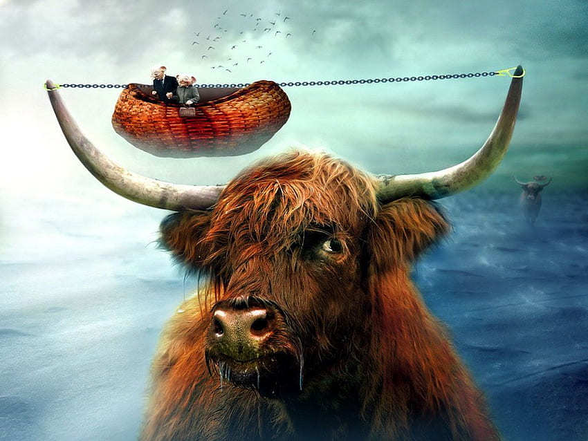 Bull - Powerful Bull Gallery, Wild Bull HD wallpaper