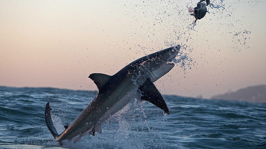 Flying Great White Shark Attack HD wallpaper