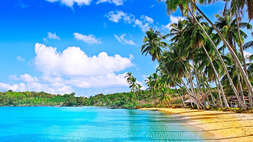 パラダイスビーチ、ヤシの木、海、砂、雲、美しい 高画質の壁紙
