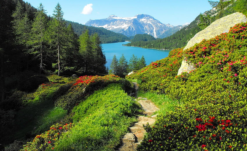 Sentiero del lago, blu, mountaun, nizza, fiori, verde, sentiero, pendio, sentiero, bello, erba, rocce, lago, estate, vista, natura, cielo, incantevole Sfondo HD