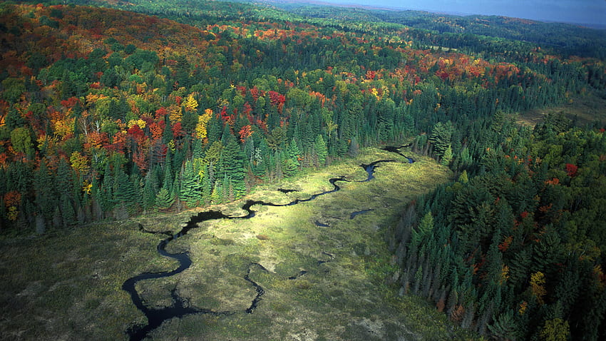 Algonquin Provincial Park.Ontario, provincial, green, red, trees ...