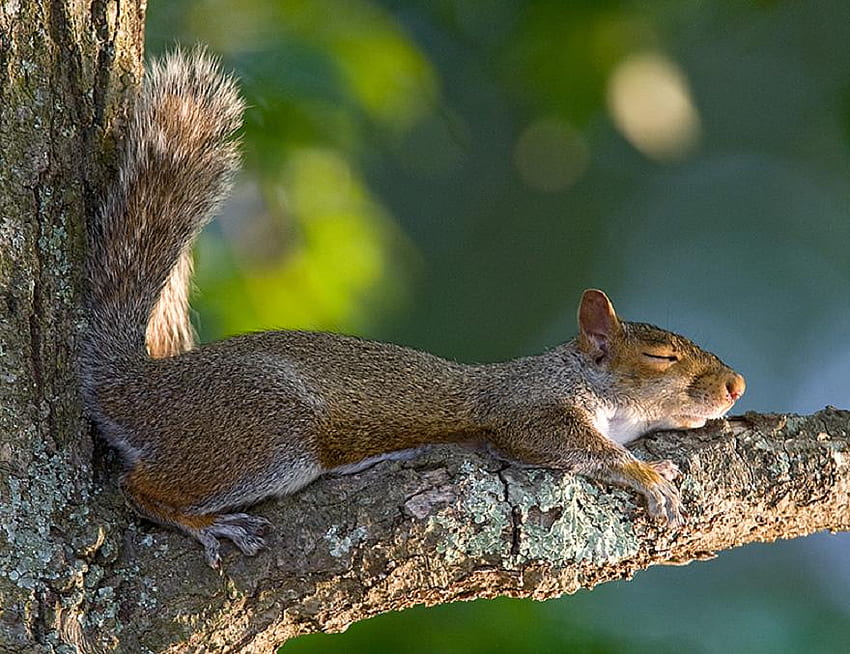 Śpiąca wiewiórka, wiewiórki, zwierzęta Tapeta HD