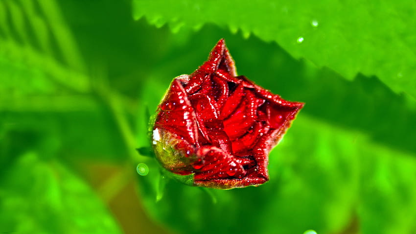 Rose, Green, Macro, Red HD wallpaper | Pxfuel