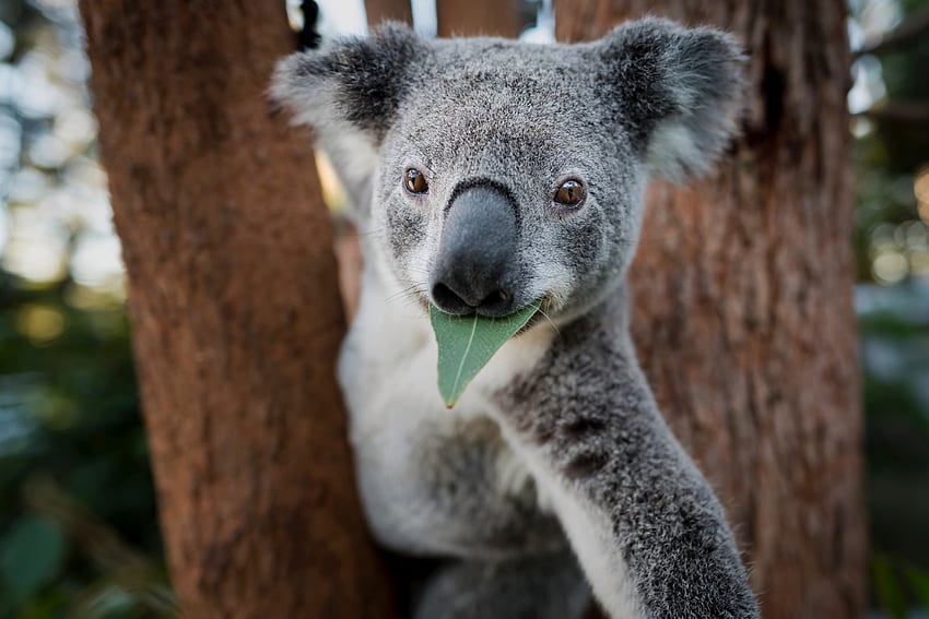Koala, australian, animal, marsupial HD wallpaper