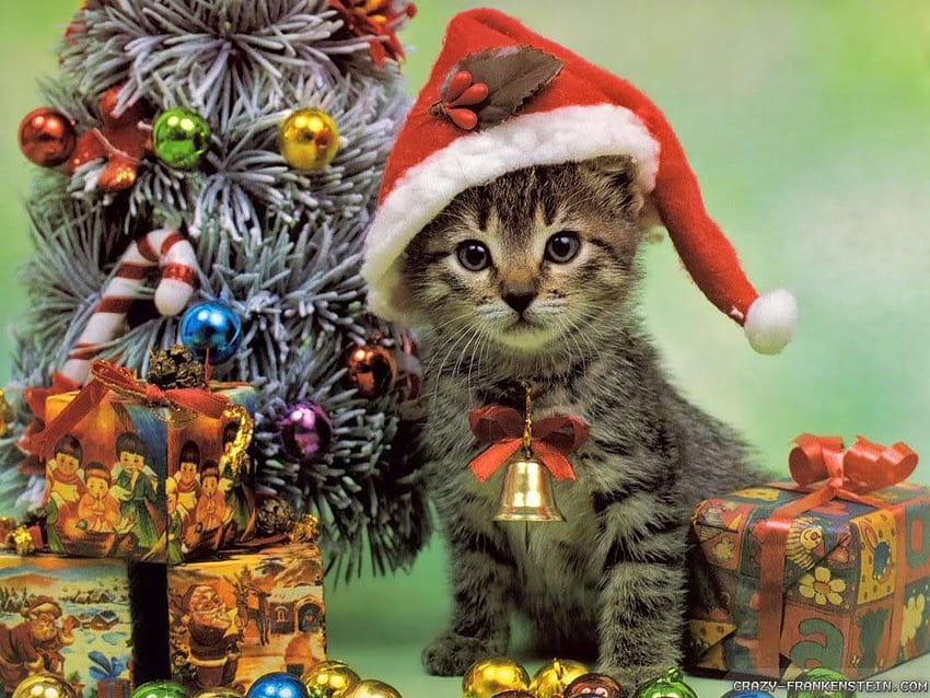 Background christmas cat HD wallpapers | Pxfuel