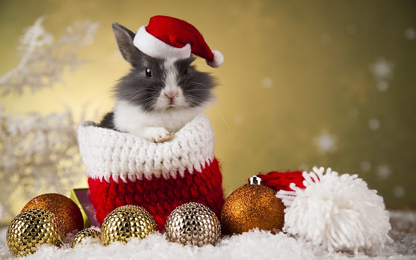 Merry Christmas!, craciun, cute, deco, bunny, ball, christmas, rodent, santa, hat, rabbit HD wallpaper