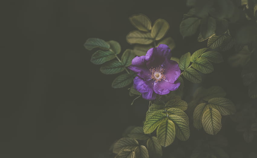 Violett, Busch, Blume, Dunkel, Lila HD-Hintergrundbild