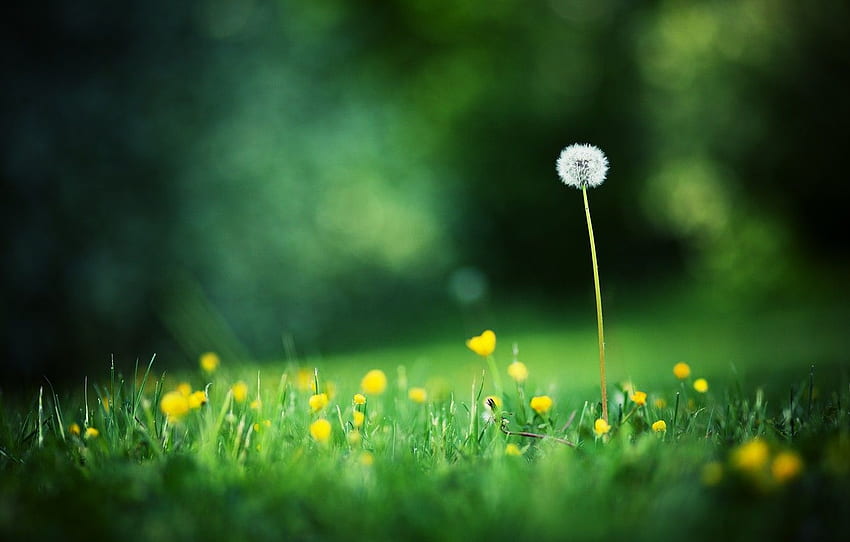 summer, grass, macro, flowers, , background, Dandelion HD wallpaper