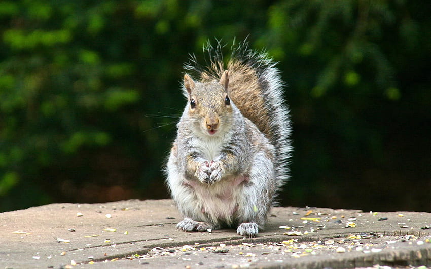 Animals, Squirrel, Sit, Fright, Chic, Tail HD wallpaper