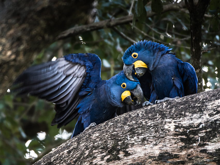 Hyacinth Macaw Health, Personality, Sounds, Habitat and Colors HD wallpaper