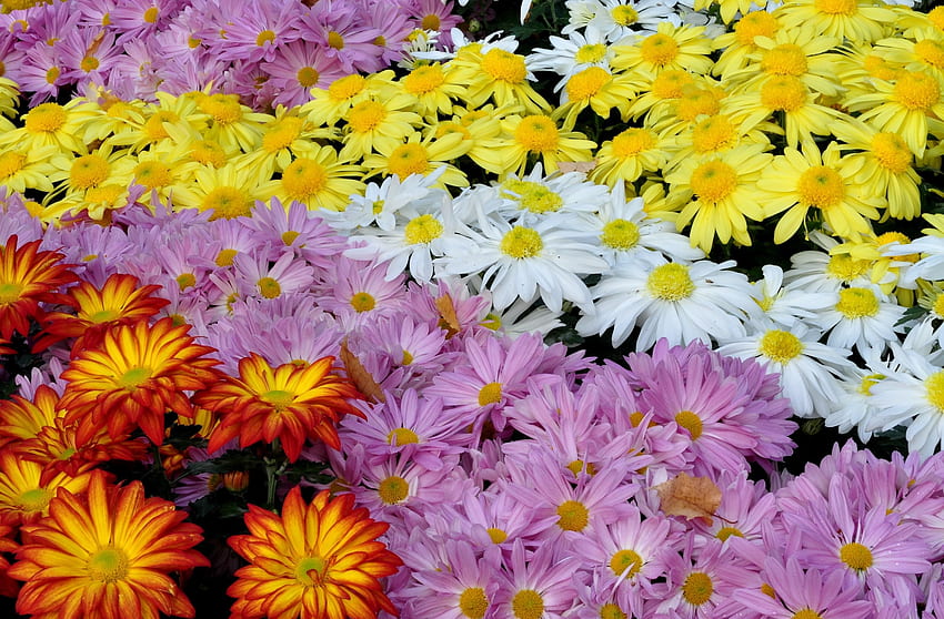 꽃, 국화, 화사한, 무리, 많은, 다양성 HD 월페이퍼