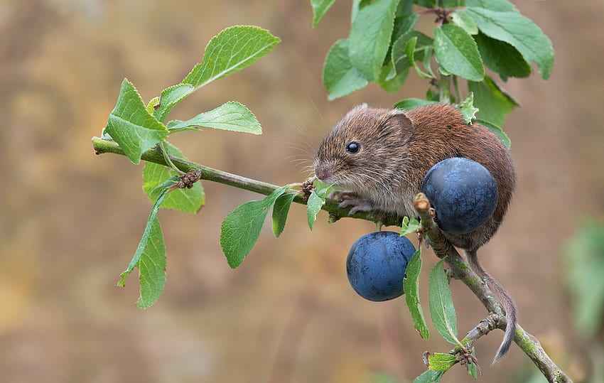 Animals, Berries, Plum, Branch, Mouse, Rodent, Red Vole, Red-Flying HD wallpaper