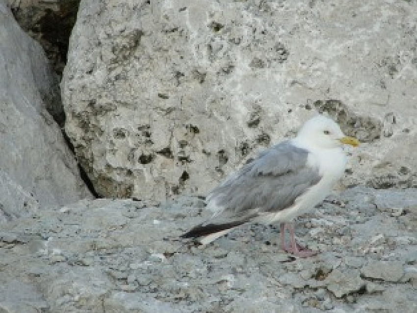 Seagull on a Rock, seagull, bird, milwaukee, lake michigan, wisconsin HD wallpaper