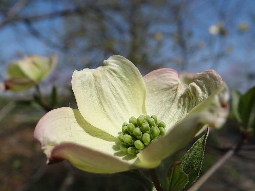 Dogwood Winter - Powell Gardens, jardin botanique de Kansas City, fleur de cornouiller Fond d'écran HD