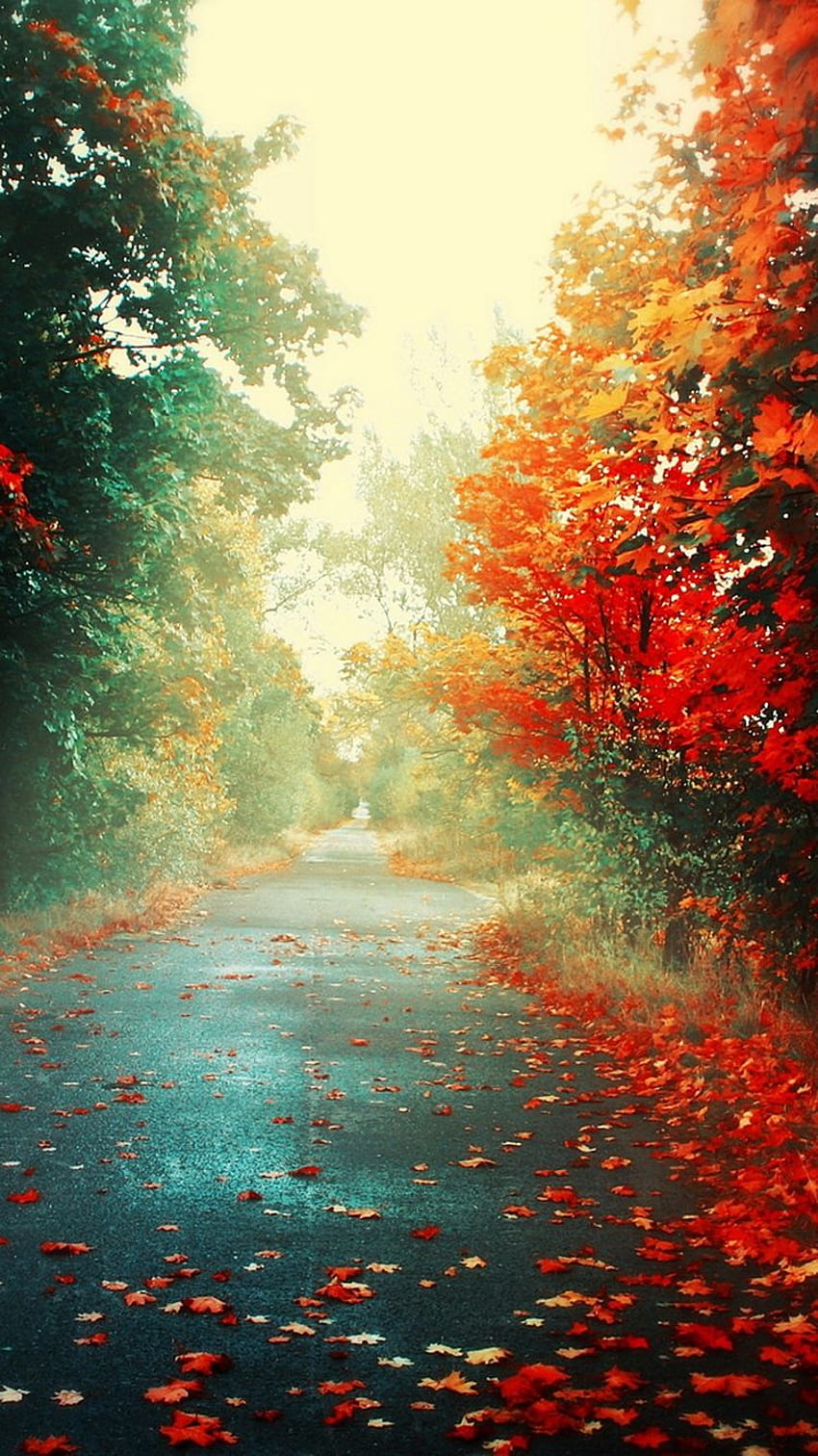 Herbst-Straßen-Rot verlässt iPhone 6 -, rotes Blatt HD-Handy-Hintergrundbild