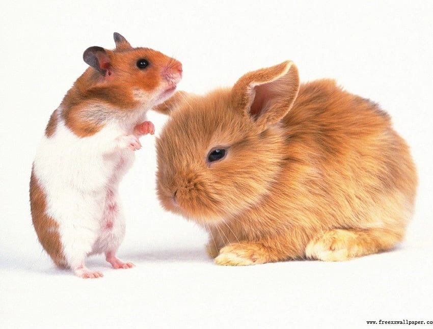 hamster and bunny, you smell ok to me HD wallpaper