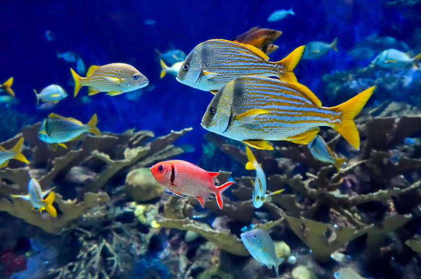 *** Kehidupan laut ***, hewan, ikan, kehidupan, hewan, samudra Wallpaper HD