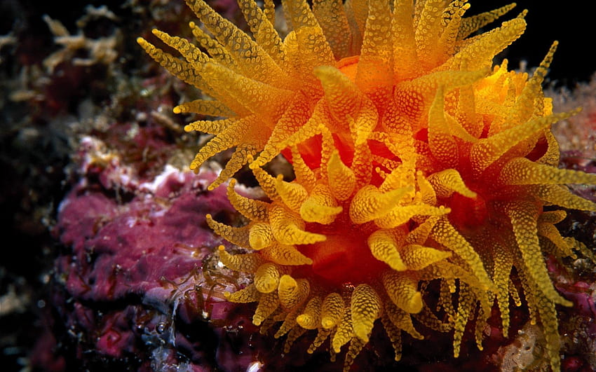 สัตว์ มหาสมุทร โลกใต้ทะเล ความลึก สาหร่าย สาหร่ายทะเล ก้นทะเล วอลล์เปเปอร์ HD