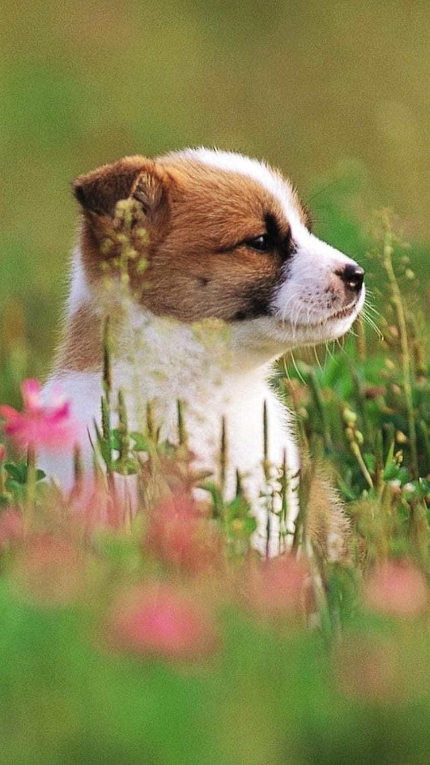 Puppy. Cute Puppies for iPhone. Animals Dog Phone HD phone wallpaper