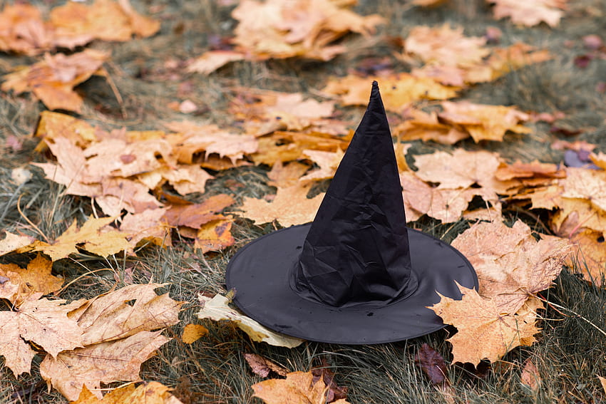 Черна вещерска шапка върху изсушени листа · Наличност HD тапет