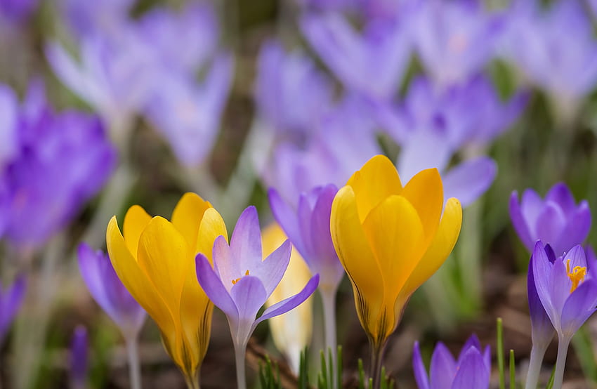 Krokusy, fioletowy, różowy, krokus, żółty, kwiat, wiosna Tapeta HD