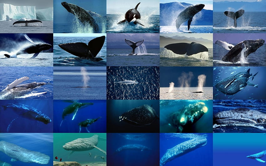 クジラ、青、海、proteckt、水 高画質の壁紙