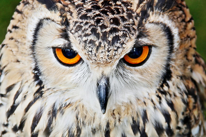 Animals, Owl, Beak, Eyes, Close-Up HD wallpaper