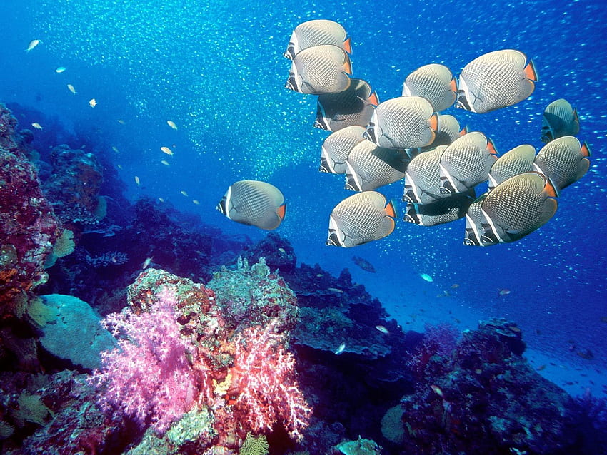 Tiere, Unterwasserwelt, Schwimmen, Schwimmen, Fische, Algen, Algen HD-Hintergrundbild