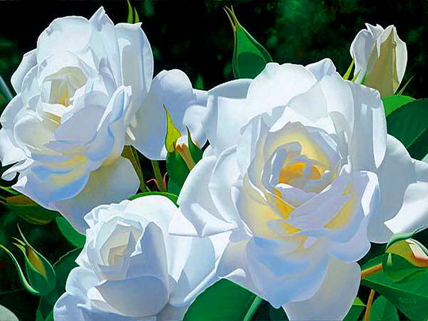 White beauty, white, roses, sunlight, green, purity, beauty HD wallpaper